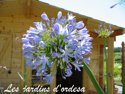 Agapanthus columba 